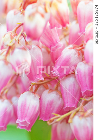 家の周りの草花 四季の色々 早春の木漏れ日に照らされて美しい馬酔木の花が咲きました 家の周りの草花 四季の色々 早春の木漏れ日に照らされて美しい馬酔木の花が咲きました 125125874