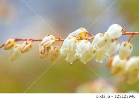 家の周りの草花　四季の色々　早春の木漏れ日に照らされて美しい馬酔木の花が咲きました 125125946