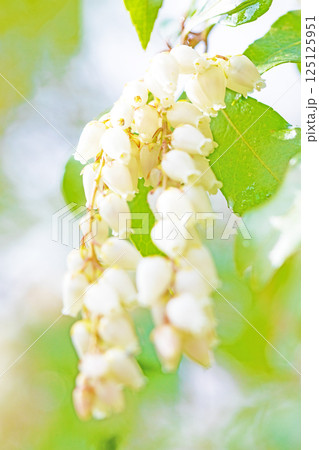 家の周りの草花 四季の色々 早春の木漏れ日に照らされて美しい馬酔木の花が咲きました 家の周りの草花 四季の色々 早春の木漏れ日に照らされて美しい馬酔木の花が咲きました 125125951