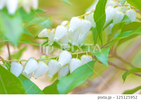 家の周りの草花 四季の色々 早春の木漏れ日に照らされて美しい馬酔木の花が咲きました 家の周りの草花 四季の色々 早春の木漏れ日に照らされて美しい馬酔木の花が咲きました 125125952
