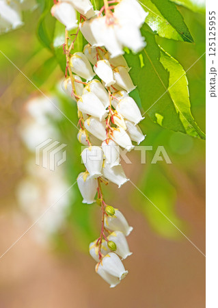 家の周りの草花　四季の色々　早春の木漏れ日に照らされて美しい馬酔木の花が咲きました 125125955