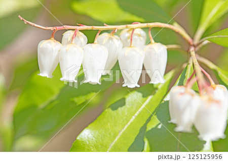 家の周りの草花 四季の色々 早春の木漏れ日に照らされて美しい馬酔木の花が咲きました 家の周りの草花 四季の色々 早春の木漏れ日に照らされて美しい馬酔木の花が咲きました 125125956