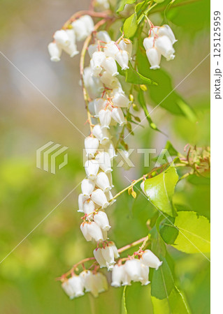 家の周りの草花 四季の色々 早春の木漏れ日に照らされて美しい馬酔木の花が咲きました 家の周りの草花 四季の色々 早春の木漏れ日に照らされて美しい馬酔木の花が咲きました 125125959