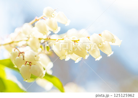 家の周りの草花　四季の色々　早春の木漏れ日に照らされて美しい馬酔木の花が咲きました 125125962