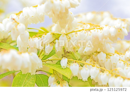 家の周りの草花 四季の色々 早春の木漏れ日に照らされて美しい馬酔木の花が咲きました 家の周りの草花 四季の色々 早春の木漏れ日に照らされて美しい馬酔木の花が咲きました 125125972