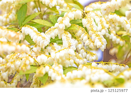家の周りの草花 四季の色々 早春の木漏れ日に照らされて美しい馬酔木の花が咲きました 家の周りの草花 四季の色々 早春の木漏れ日に照らされて美しい馬酔木の花が咲きました 125125977