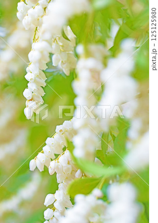 家の周りの草花　四季の色々　早春の木漏れ日に照らされて美しい馬酔木の花が咲きました 125125980