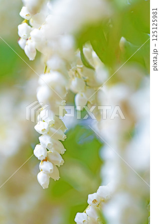 家の周りの草花 四季の色々 早春の木漏れ日に照らされて美しい馬酔木の花が咲きました 家の周りの草花 四季の色々 早春の木漏れ日に照らされて美しい馬酔木の花が咲きました 125125981