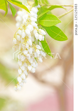家の周りの草花　四季の色々　早春の木漏れ日に照らされて美しい馬酔木の花が咲きました 125125983