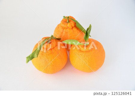 大分県産デコポン 125126041