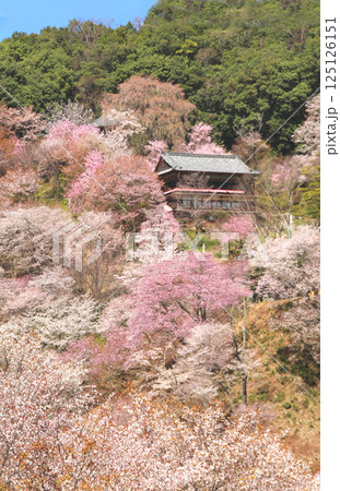 世界遺産 吉野大峯の満開の桜 世界遺産 吉野大峯の満開の桜 125126151