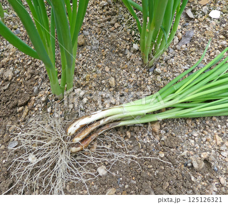 家庭菜園で育てるワケギを収穫する写真 家庭菜園で育てるワケギを収穫する写真 125126321