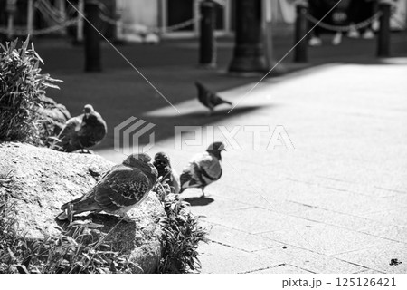公園の石にとまる鳩 公園の石にとまる鳩 125126421