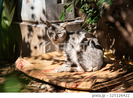 段ボールの上に座る眼光鋭い野良猫 125126422