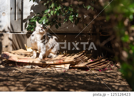 公園の段ボールの上で身体を搔きながらリラックスしている猫 125126423