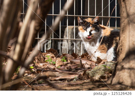 木の陰からこちらを伺いながらペロリと舌を出す三毛猫 125126426