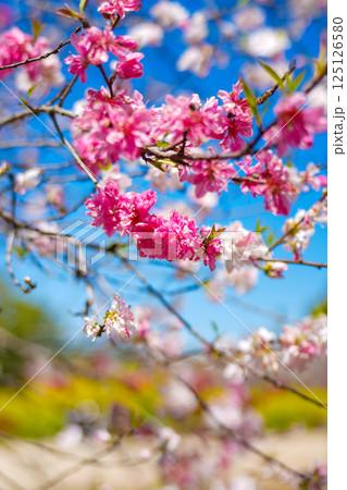 花桃 125126580