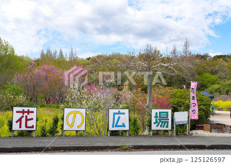花桃 125126597
