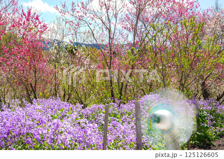 花桃 125126605