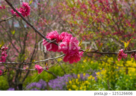 花桃 花桃 125126606