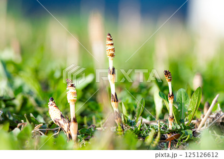 早春の北海道の原野で元気よく生えている土筆たち 早春の北海道の原野で元気よく生えている土筆たち 125126612