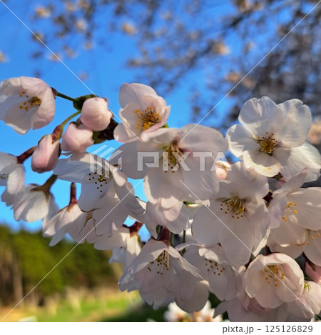青空に映える桜 125126829