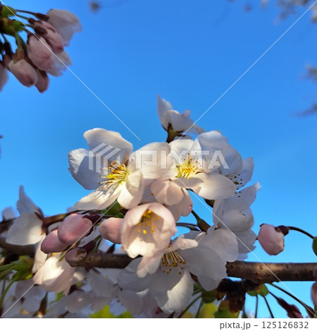 春の青空に映える桜 125126832
