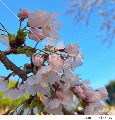 青空に映える里山の桜 125126835