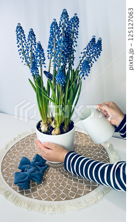 Watering spring flowers caring for muscari. 125127063