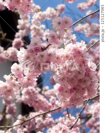 Cherry blossoms against the roof of a house and blue sky 125127065