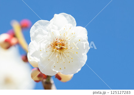 家の周りの草花　四季の色々　早春に美しい小さな花が咲きました　青空に映える白梅 125127283