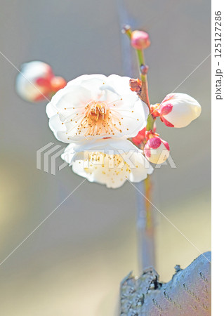 家の周りの草花　四季の色々　早春に美しい小さな花が咲きました　寒風に耐えて咲く白梅 125127286