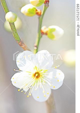 家の周りの草花　四季の色々　早春に美しい小さな花が咲きました　寒風に耐えて咲く白梅 125127299