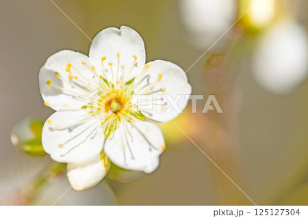 家の周りの草花　四季の色々　早春に美しい小さな花が咲きました　寒風に耐えて咲く白梅 125127304