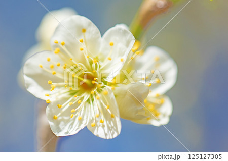 家の周りの草花 四季の色々 早春に美しい小さな花が咲きました 青空に映える白梅 家の周りの草花 四季の色々 早春に美しい小さな花が咲きました 青空に映える白梅 125127305