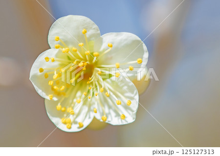 家の周りの草花　四季の色々　早春に美しい小さな花が咲きました　寒風に耐えて咲く白梅 125127313