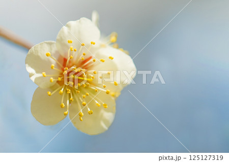 家の周りの草花 四季の色々 早春に美しい小さな花が咲きました 寒風に耐えて咲く白梅 家の周りの草花 四季の色々 早春に美しい小さな花が咲きました 寒風に耐えて咲く白梅 125127319