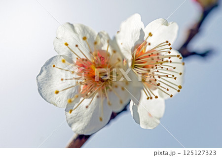 家の周りの草花　四季の色々　早春に美しい小さな花が咲きました　青空に映える白梅 125127323