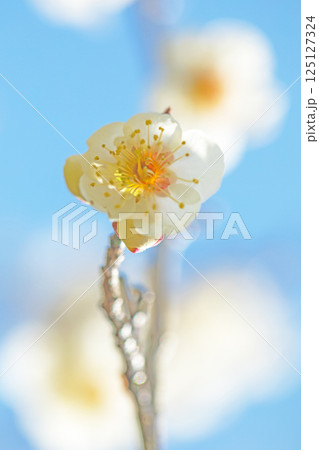 家の周りの草花 四季の色々 早春に美しい小さな花が咲きました 青空に映える白梅 家の周りの草花 四季の色々 早春に美しい小さな花が咲きました 青空に映える白梅 125127324