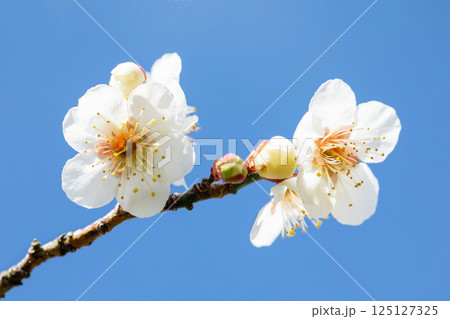 家の周りの草花　四季の色々　早春に美しい小さな花が咲きました　青空に映える白梅 125127325