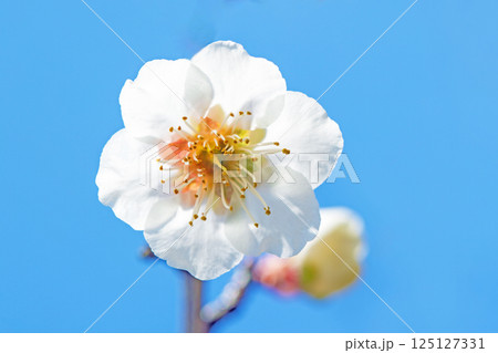 家の周りの草花 四季の色々 早春に美しい小さな花が咲きました 青空に映える白梅 家の周りの草花 四季の色々 早春に美しい小さな花が咲きました 青空に映える白梅 125127331