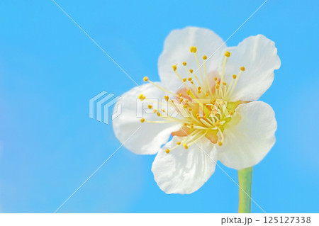 家の周りの草花　四季の色々　早春に美しい小さな花が咲きました　青空に映える白梅 125127338