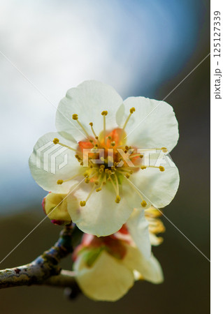 家の周りの草花 四季の色々 早春に美しい小さな花が咲きました 寒風に耐えて咲く白梅 家の周りの草花 四季の色々 早春に美しい小さな花が咲きました 寒風に耐えて咲く白梅 125127339