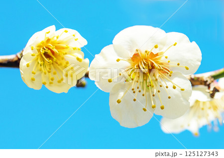 家の周りの草花　四季の色々　早春に美しい小さな花が咲きました　青空に映える白梅 125127343