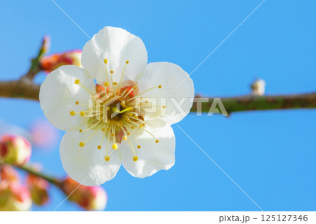 家の周りの草花　四季の色々　早春に美しい小さな花が咲きました　青空に映える白梅 125127346