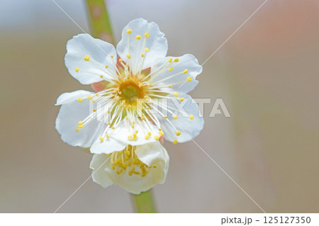 家の周りの草花　四季の色々　早春に美しい小さな花が咲きました　寒風に耐えて咲く白梅 125127350
