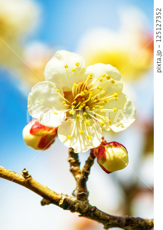 家の周りの草花 四季の色々 早春に美しい小さな花が咲きました 青空に映える白梅 家の周りの草花 四季の色々 早春に美しい小さな花が咲きました 青空に映える白梅 125127352