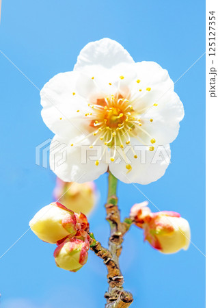 家の周りの草花　四季の色々　早春に美しい小さな花が咲きました　青空に映える白梅 125127354
