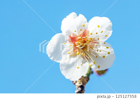 家の周りの草花　四季の色々　早春に美しい小さな花が咲きました　青空に映える白梅 125127358