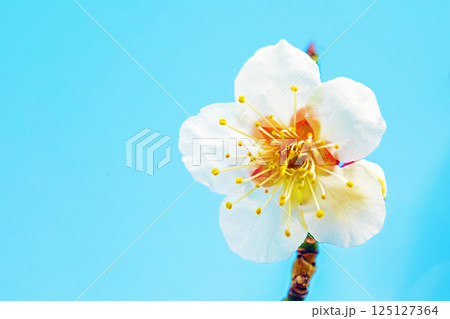 家の周りの草花　四季の色々　早春に美しい小さな花が咲きました　青空に映える白梅 125127364